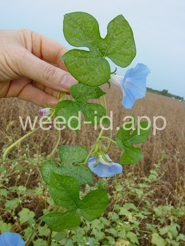 morningglory, ivyleaf